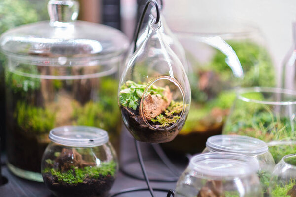 female holds glass florarium vase with succulent plants Small garden with miniature plants. Home indoor plants. DIY florarium. Colorful plants growing in glass geometric