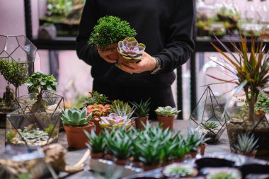 Dişinin elinde cam floraryum vazo ve sulu bitkiler var. Minyatür bitkilerle dolu küçük bir bahçe. Ev içi bitkiler. DIY florarium. Cam geometrik içinde büyüyen renkli bitkiler