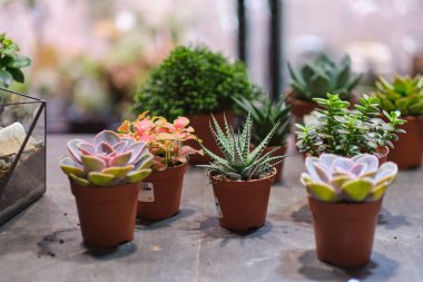 Dişinin elinde cam floraryum vazo ve sulu bitkiler var. Minyatür bitkilerle dolu küçük bir bahçe. Ev içi bitkiler. DIY florarium. Cam geometrik içinde büyüyen renkli bitkiler