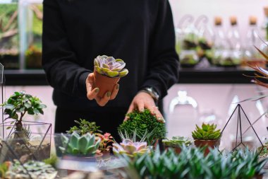 Dişinin elinde cam floraryum vazo ve sulu bitkiler var. Minyatür bitkilerle dolu küçük bir bahçe. Ev içi bitkiler. DIY florarium. Cam geometrik içinde büyüyen renkli bitkiler