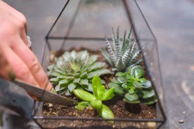 Dişinin elinde cam floraryum vazo ve sulu bitkiler var. Minyatür bitkilerle dolu küçük bir bahçe. Ev içi bitkiler. DIY florarium. Cam geometrik içinde büyüyen renkli bitkiler