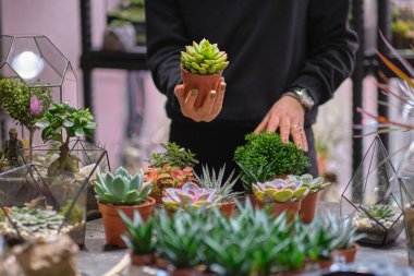 Dişinin elinde cam floraryum vazo ve sulu bitkiler var. Minyatür bitkilerle dolu küçük bir bahçe. Ev içi bitkiler. DIY florarium. Cam geometrik içinde büyüyen renkli bitkiler