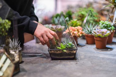 DIY Florarium. Evde bahçıvanlık mastırı. Cam geometrik vazolara sulandırıcı yerleştiren ellerin yakın çekimi