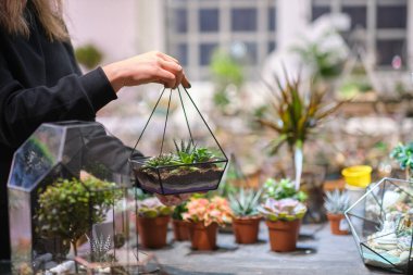 Dişinin elinde cam floraryum vazo ve sulu bitkiler var. Minyatür bitkilerle dolu küçük bir bahçe. Ev içi bitkiler. DIY florarium. Cam geometrik içinde büyüyen renkli bitkiler