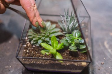 Dişinin elinde cam floraryum vazo ve sulu bitkiler var. Minyatür bitkilerle dolu küçük bir bahçe. Ev içi bitkiler. DIY florarium. Cam geometrik içinde büyüyen renkli bitkiler