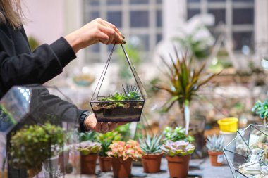 Dişinin elinde cam floraryum vazo ve sulu bitkiler var. Minyatür bitkilerle dolu küçük bir bahçe. Ev içi bitkiler. DIY florarium. Cam geometrik içinde büyüyen renkli bitkiler