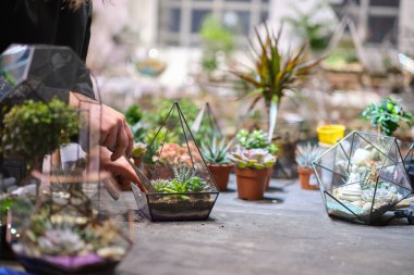 Dişinin elinde cam floraryum vazo ve sulu bitkiler var. Minyatür bitkilerle dolu küçük bir bahçe. Ev içi bitkiler. DIY florarium. Cam geometrik içinde büyüyen renkli bitkiler