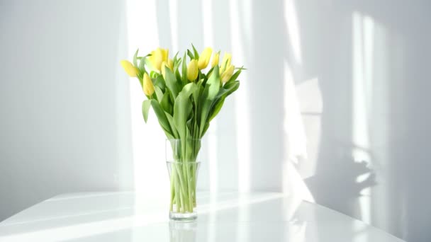 Tulipes jaunes sur table blanche, saison printanière. Soleil du matin brillant dans la fenêtre ouverte à travers les rideaux. Rideau d'agitation blanc abstrait dans un appartement de chambre à coucher blanche. — Video