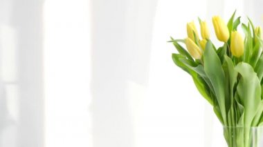 Sarı laleler beyaz masada, bahar mevsiminde. Perdelerin arasından sabah güneşiyle aydınlık bir pencere. Beyaz yatak odasındaki soyut beyaz dalgalı perde.