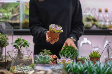 Dişinin elinde cam floraryum vazo ve sulu bitkiler var. Minyatür bitkilerle dolu küçük bir bahçe. Ev içi bitkiler. DIY florarium. Cam geometrik içinde büyüyen renkli bitkiler