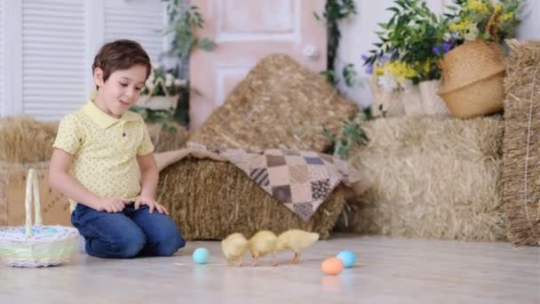 Little boy sits on the floor and holds a basket of Easter eggs in his hands. little ducklings are running around — Stock Video