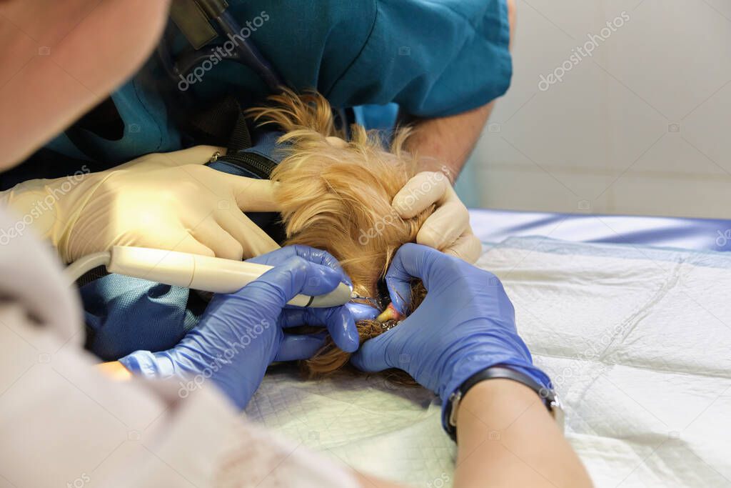 Dentista haciendo procedimiento de limpieza dental profesional perro en