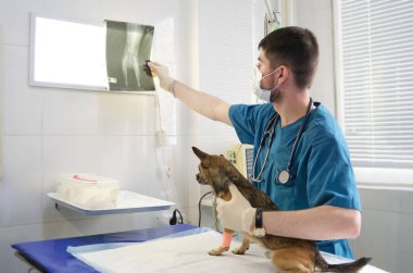 Veteriner ve hastası röntgen sonuçlarına bakıyor. Doktor evcil hayvan radyografisini inceliyor.