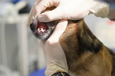 Veteriner köpek dişlerini muayene eder. Bir veterinere danışıyorum. Bir köpek ve sivri dişleri kapatın. Hayvan kliniği. Hayvan kontrolü için. Sağlık hizmetleri.