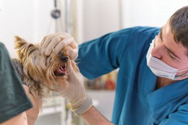 Veteriner köpek dişlerini muayene eder. Bir veterinere danışıyorum. Bir köpek ve sivri dişleri kapatın. Hayvan kliniği. Hayvan kontrolü için. Sağlık hizmetleri.