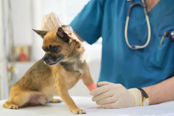 veterinarian checks the dogs skin turgor. Image of dog on the operating table and doctor in a veterinary clinic. Animal clinic. Pet check up. Health care.