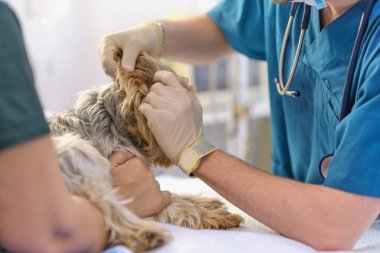 Veterinerdeki resepsiyonda küçük bir köpek. Ameliyat masasında köpek resmi ve veteriner kliniğinde doktor. Hayvan kliniği. Hayvan kontrolü için. Sağlık hizmetleri