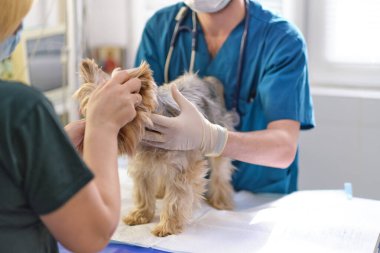 Veterinerdeki resepsiyonda küçük bir köpek. Ameliyat masasında köpek resmi ve veteriner kliniğinde doktor. Hayvan kliniği. Hayvan kontrolü için. Sağlık hizmetleri