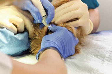 Diş hekimi veteriner kliniğinde profesyonel diş temizleme ameliyatı yapıyor. Veteriner bir köpeğin dişlerini ultrason cihazıyla temizliyor. Hayvandaki temiz beyaz dişler.