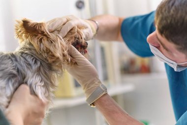 Veteriner köpek dişlerini muayene eder. Bir veterinere danışıyorum. Bir köpek ve sivri dişleri kapatın. Hayvan kliniği. Hayvan kontrolü için. Sağlık hizmetleri.