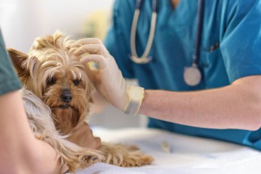 Veterinerdeki resepsiyonda küçük bir köpek. Ameliyat masasında köpek resmi ve veteriner kliniğinde doktor. Hayvan kliniği. Hayvan kontrolü için. Sağlık hizmetleri