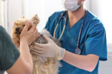 Veterinerdeki resepsiyonda küçük bir köpek. Ameliyat masasında köpek resmi ve veteriner kliniğinde doktor. Hayvan kliniği. Hayvan kontrolü için. Sağlık hizmetleri