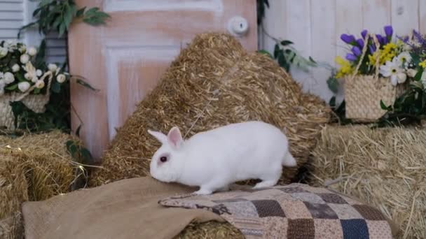 Cute biały brązowy królik na trawie lub słomy — Wideo stockowe
