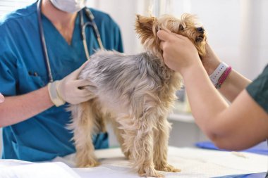 Veterinerdeki resepsiyonda küçük bir köpek. Ameliyat masasında köpek resmi ve veteriner kliniğinde doktor. Hayvan kliniği. Hayvan kontrolü için. Sağlık hizmetleri