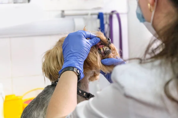 Veterinarian examines a dog teeth. Consultation with a veterinarian. Close up of a dog and fangs. Animal clinic. Pet check up. Health care. — Stock Photo, Image