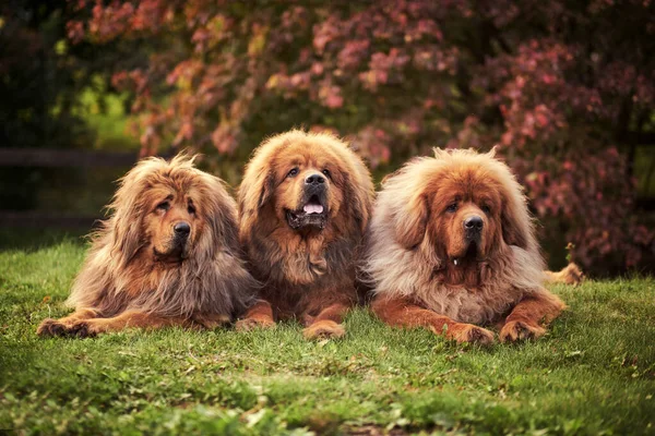 Tiga mastiff Tibet merah terletak di rumput di hutan. — Stok Foto