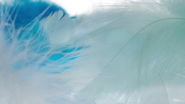 Light fluffy a white feathers abstract background. Macro, Close up. selective focus, blurred focus. slow motion video stock footage. — Stock Video