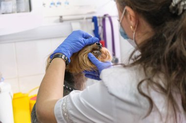 Veteriner köpek dişlerini muayene eder. Bir veterinere danışıyorum. Bir köpek ve sivri dişleri kapatın. Hayvan kliniği. Hayvan kontrolü için. Sağlık hizmetleri.