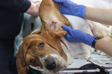 Profesyonel veteriner elleri köpek kulağını temizliyor. Veteriner kliniğinde resepsiyon
