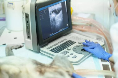 Bir veteriner kliniğinde ultrason çektiren bir köpek.