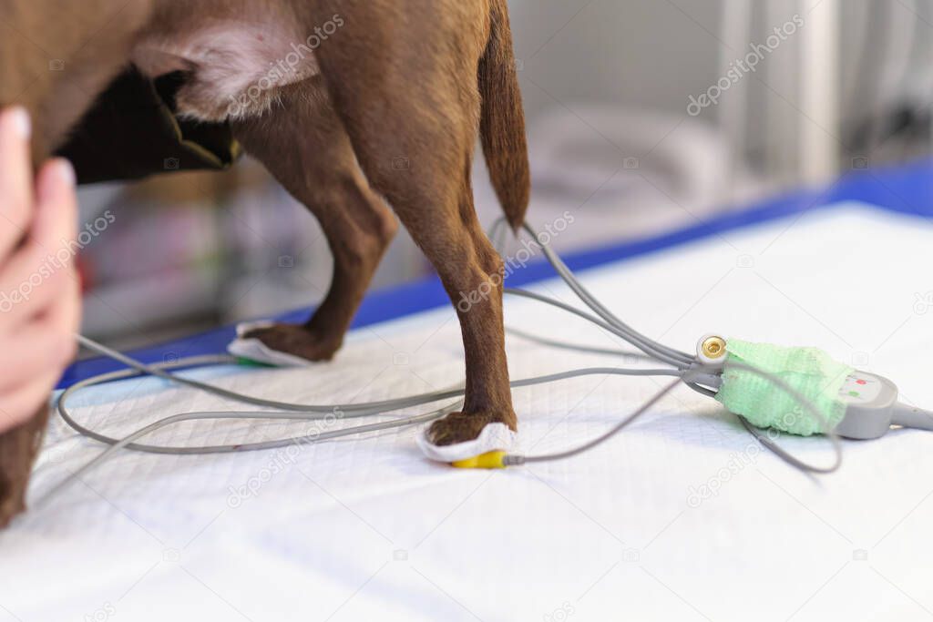 veterinarian shaves a small dog to connect electrodes for an electrocardiogram examination