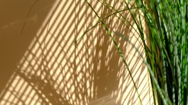 Poranne słońce oświetla pokój, cień pokrywa tło. Przejrzysty cień liści. Streszczenie szary cień tło naturalne liście drzewo gałąź spada na beżową ścianę — Wideo stockowe