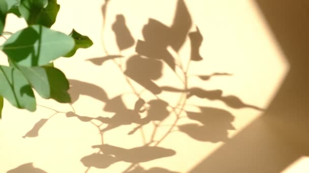 Morgensonne erhellt den Raum, Schatten überlagern sich. Transparenter Schatten von Blättern. Abstrakte graue Schatten Hintergrund der natürlichen Blätter Baumzweig fallen auf beige Wand — Stockvideo
