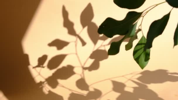 Утреннее солнце освещает комнату, накладывается тень. Прозрачная тень листьев. Абстрактный серый фон тени натуральных листьев ветки дерева падает на бежевую стену — стоковое видео