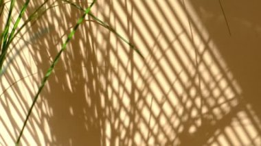 Sabah güneşi odayı aydınlatıyor, arka plan gölgeli. Yaprakların şeffaf gölgesi. Doğal yaprak dalının soyut gri gölgesi bej duvarın üzerine düşüyor