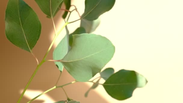 Sol de la mañana iluminando la habitación, superposiciones de fondo de sombra. Sombra transparente de las hojas. Fondo de sombra gris abstracto de hojas naturales rama de árbol que cae en la pared beige — Vídeos de Stock