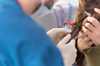 Veteriner elektrotları elektrokardiyograma bağlamak için küçük bir köpeği tıraş eder.