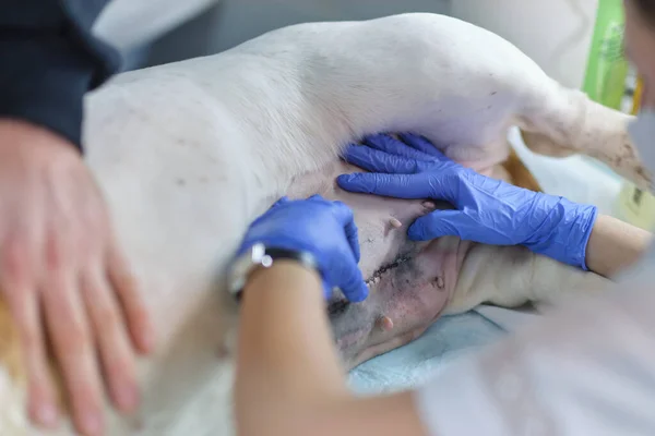 Ветеринар осматривает собачий шов после операции. шов обработанный серебряным или алюминиевым спреем. Исцеление живота собаки после операции. Шрам на животе собаки — стоковое фото