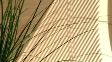 Sabah güneşi odayı aydınlatıyor, arka plan gölgeli. Yaprakların şeffaf gölgesi. Doğal yaprak dalının soyut gri gölgesi bej duvarın üzerine düşüyor