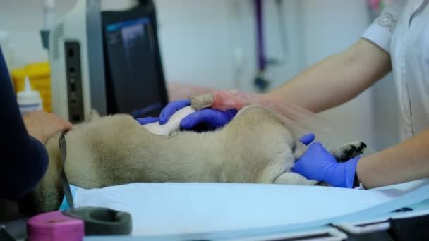 Cão que tem ultra-som em uma clínica veterinária — Vídeo de Stock