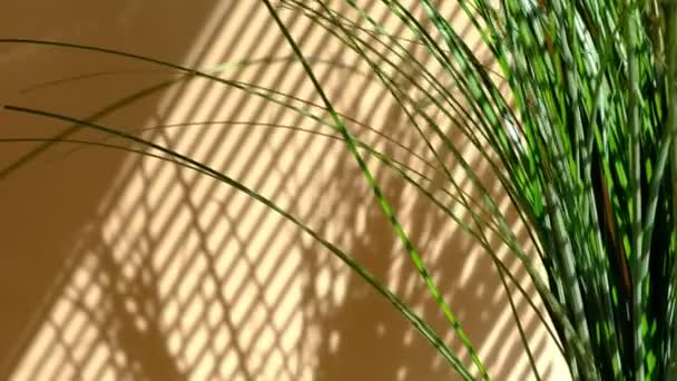 Sol de la mañana iluminando la habitación, superposiciones de fondo de sombra. Sombra transparente de las hojas. Fondo de sombra gris abstracto de hojas naturales rama de árbol que cae en la pared beige — Vídeos de Stock