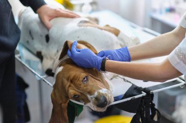 Profesyonel veteriner elleri köpek kulağını temizliyor. Veteriner kliniğinde resepsiyon