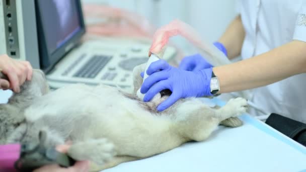 Cão que tem ultra-som em uma clínica veterinária — Vídeo de Stock