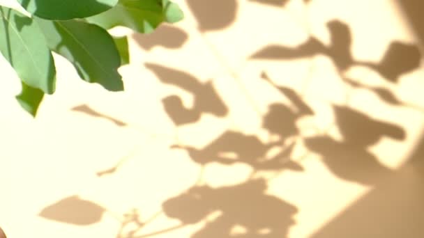 Morning sun lighting the room, shadow background overlays. Transparent shadow of leaves. Abstract gray shadow background of natural leaves tree branch falling on beige wall — Stock Video