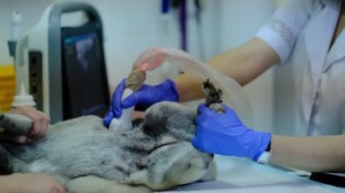 Bir veteriner kliniğinde ultrason çektiren bir köpek.