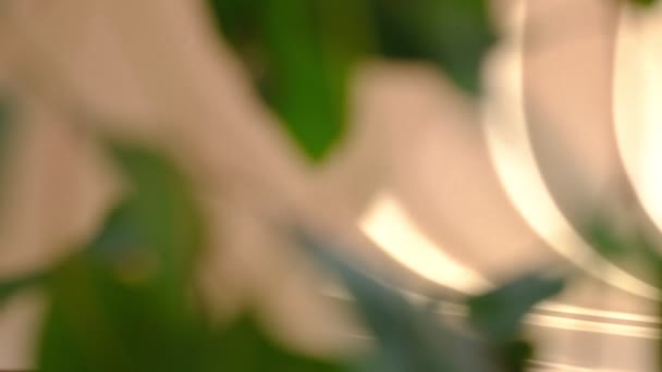 Morgonsol lyser upp rummet, defocus lämnar bakgrunden. naturliga blad träd gren faller på beige vägg — Stockvideo